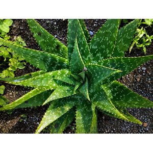 Aloe maculata (Aloe saponaria) – výška 50–60 cm, ⌀ 20–30 cm, kont. C6L